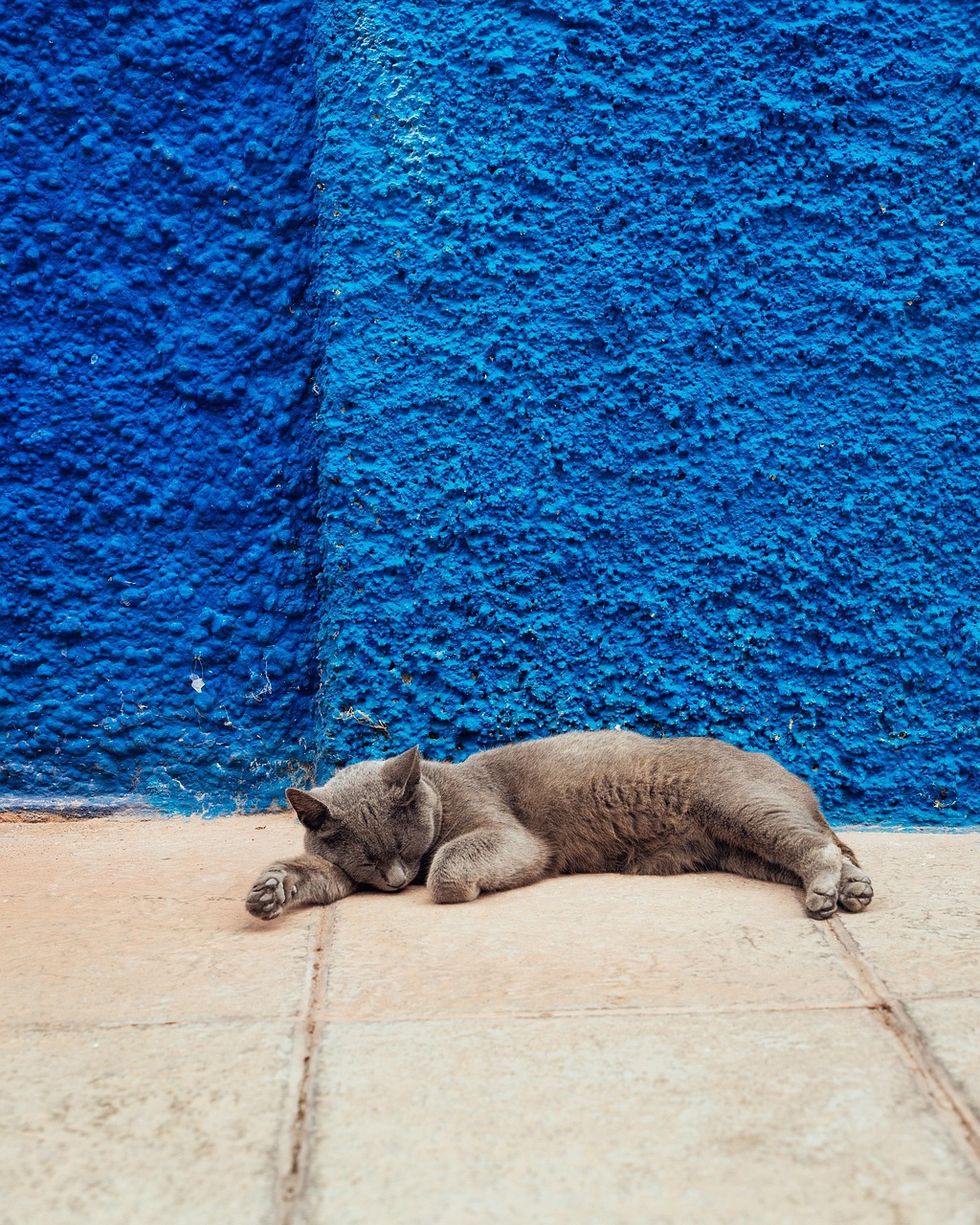 cat, sleep, wall, pet, blue, grey, leisure, relax, minimal, animal, blue sleep, blue wall, blue sleeping